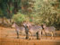 Fishing in Zambia