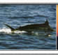 Fishing Safaris
